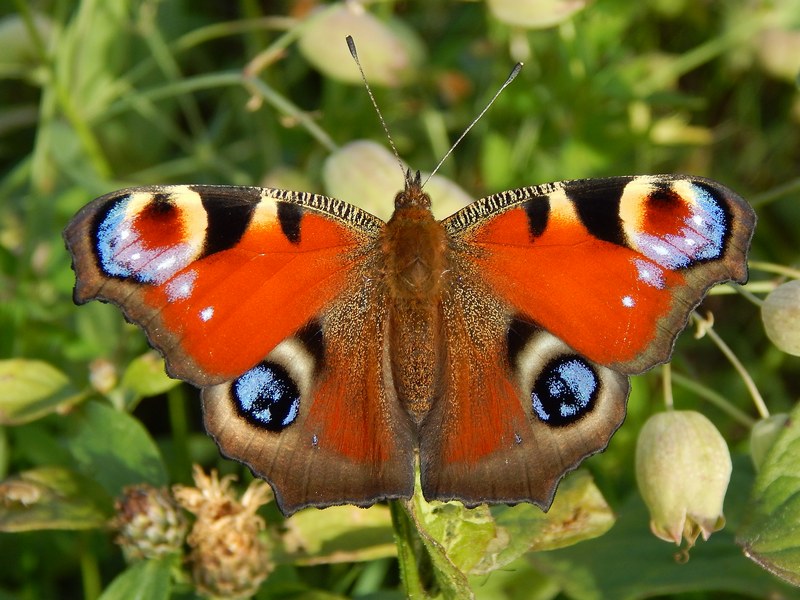 Aglais io : sempre uno spettacolo.